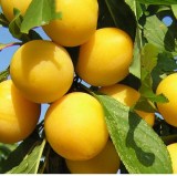 Злато скифов_0x160 Любимый сад